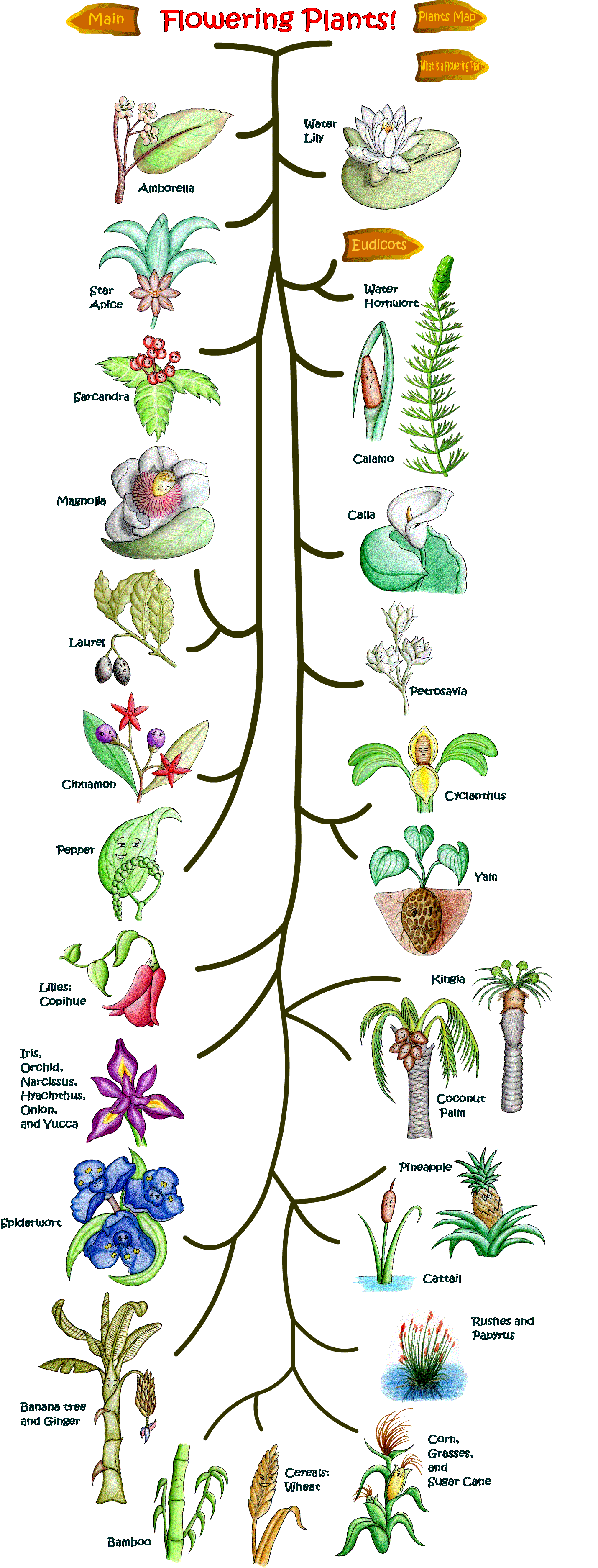 plantas con flores